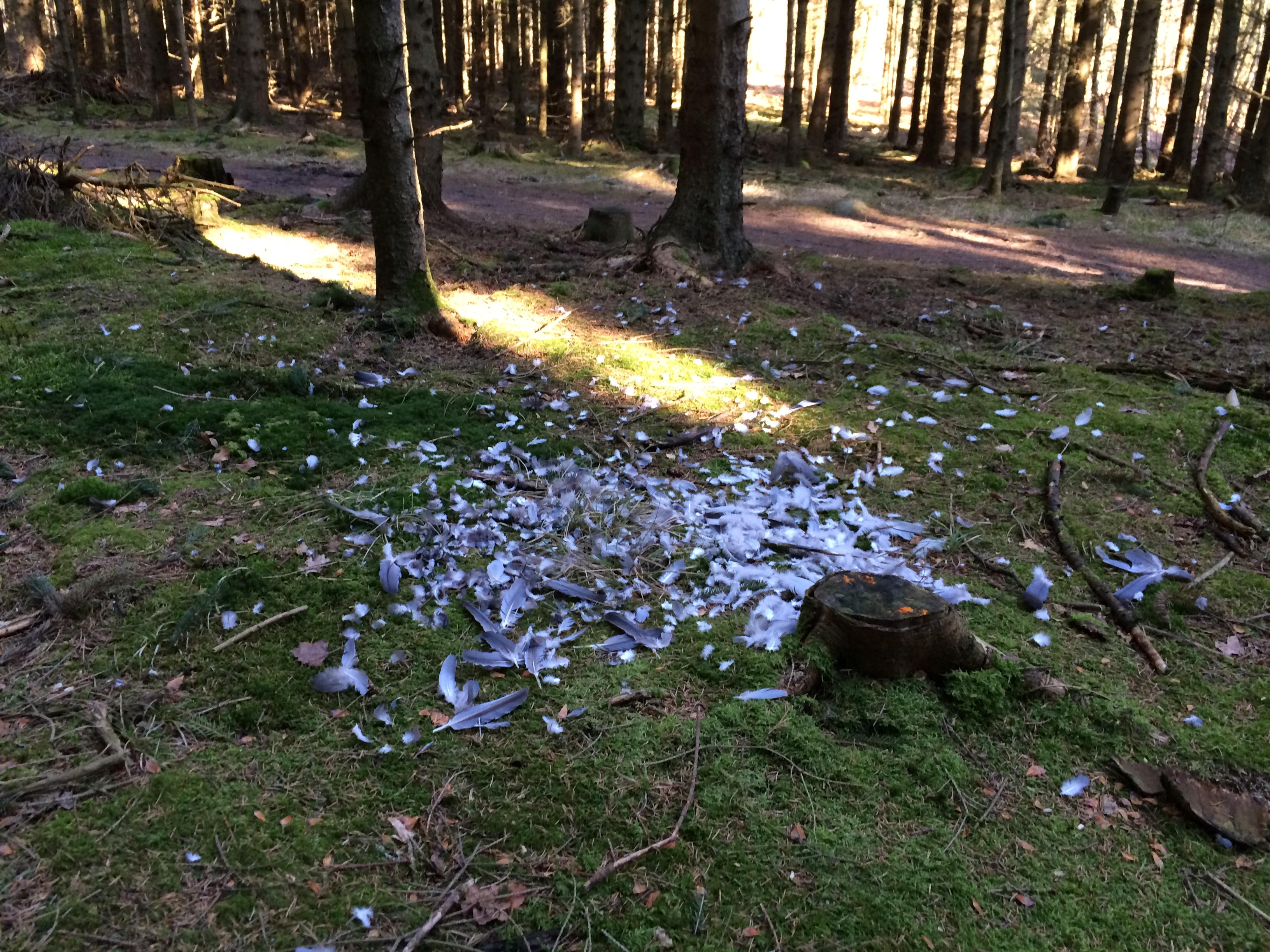 Skovvang. Enten har ræven været i gang eller duerne har haft pudekamp